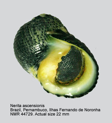 Nerita ascensionis (3).jpg - Nerita ascensionis Gmelin,1791